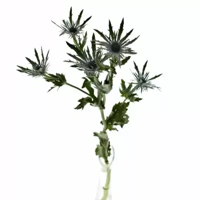 ERYNGIUM VEGA QSTAR