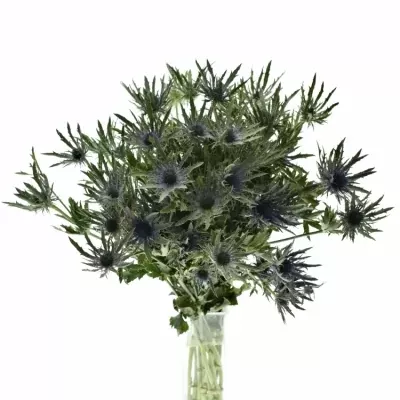 ERYNGIUM VEGA QSTAR