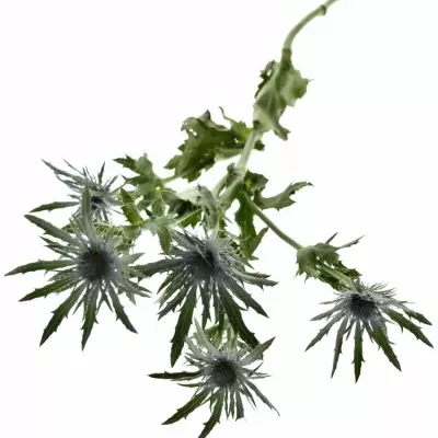 ERYNGIUM VEGA QSTAR