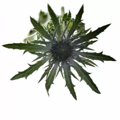 ERYNGIUM VEGA QSTAR