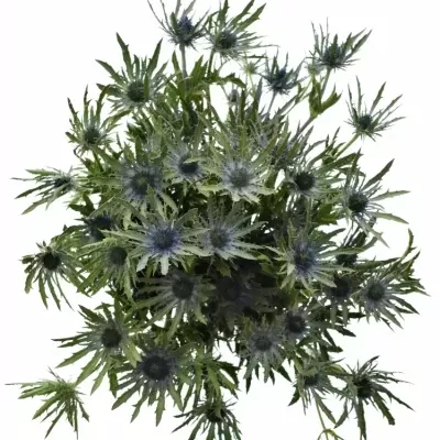 ERYNGIUM VEGA QSTAR