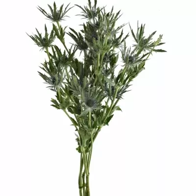 ERYNGIUM VEGA QSTAR