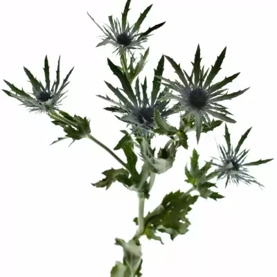 ERYNGIUM VEGA QSTAR