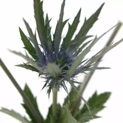 ERYNGIUM VEGA QUESTAR