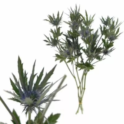 ERYNGIUM VEGA QUESTAR