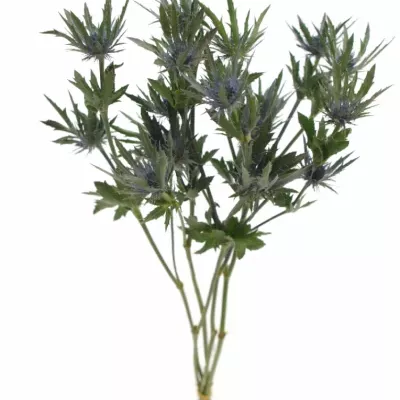 ERYNGIUM VEGA QUESTAR