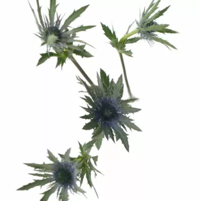 ERYNGIUM VEGA QUESTAR