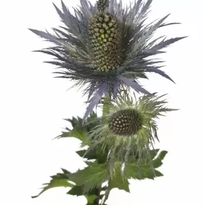 ERYNGIUM X ZABELLI DONARD VARIETY