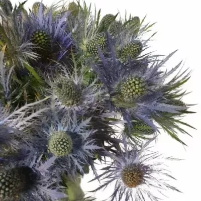 ERYNGIUM X ZABELLI DONARD VARIETY