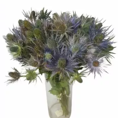 ERYNGIUM X ZABELLI DONARD VARIETY