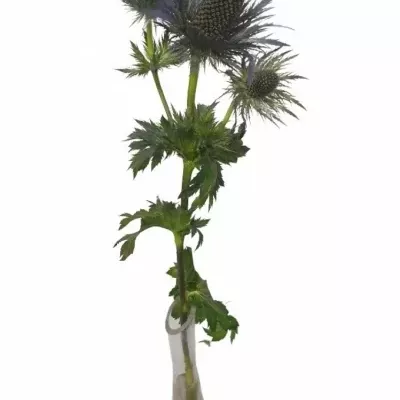 ERYNGIUM X ZABELLI DONARD VARIETY