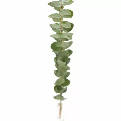 EUCALYPTUS BABY BLUE LONG 150g