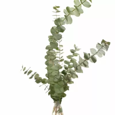 EUCALYPTUS BABY BLUE LONG 150g