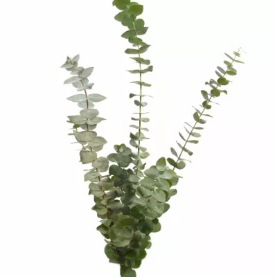 EUCALYPTUS BABY BLUE LONG 150g