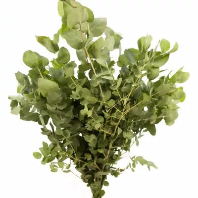 EUCALYPTUS BRIDGESIANA 200g