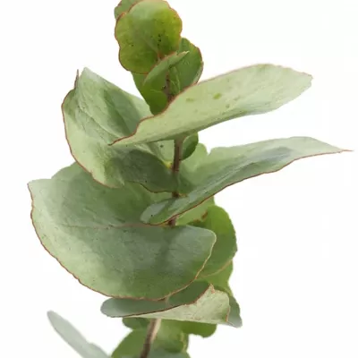 EUCALYPTUS BRIDGESIANA 200g