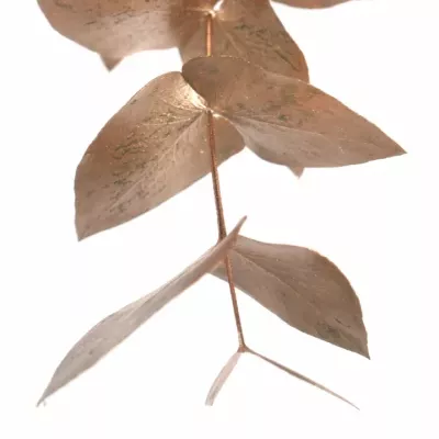 EUCALYPTUS CINEREA COPPER