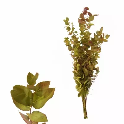 EUCALYPTUS CINEREA HERBS MIX