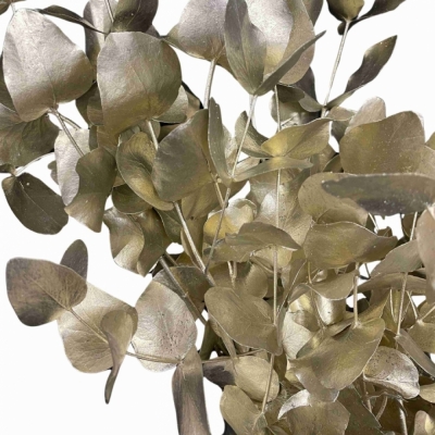 EUCALYPTUS CINEREA PLATINUM