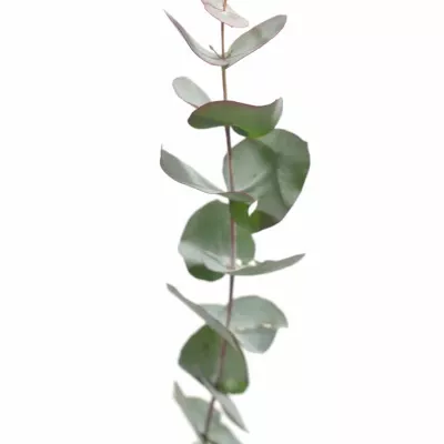 EUCALYPTUS CINEREA RED