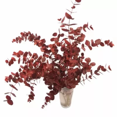 EUCALYPTUS CINEREA RED 200g 