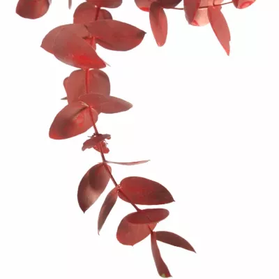 EUCALYPTUS CINEREA RED