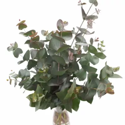 EUCALYPTUS CINEREA RED