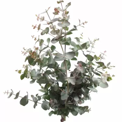 EUCALYPTUS CINEREA RED