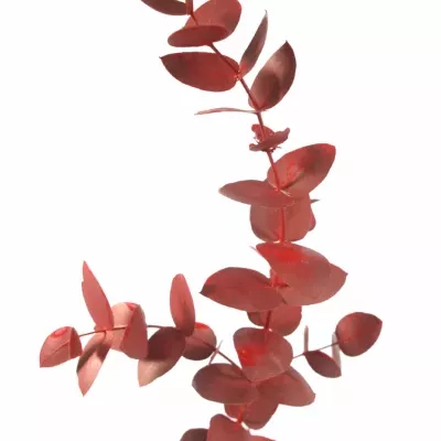 EUCALYPTUS CINEREA RED