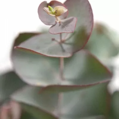 EUCALYPTUS CINEREA RED