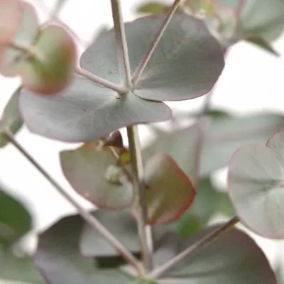 EUCALYPTUS CINEREA RED