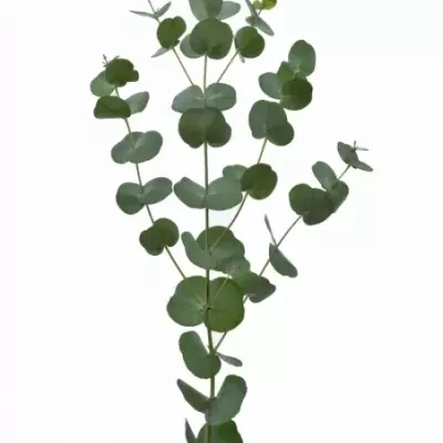 EUCALYPTUS GUNNI