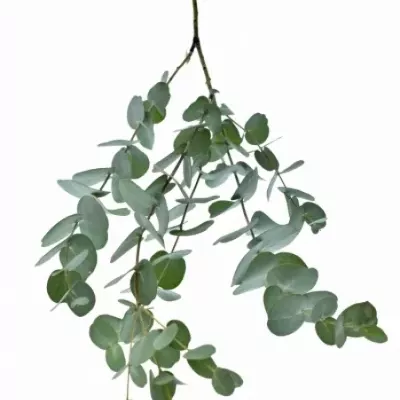 EUCALYPTUS GUNNI