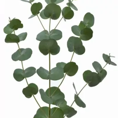 EUCALYPTUS GUNNI