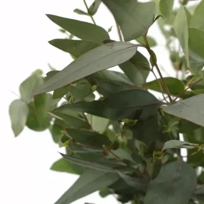 EUCALYPTUS MIX 