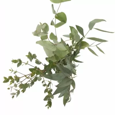 EUCALYPTUS MIX 