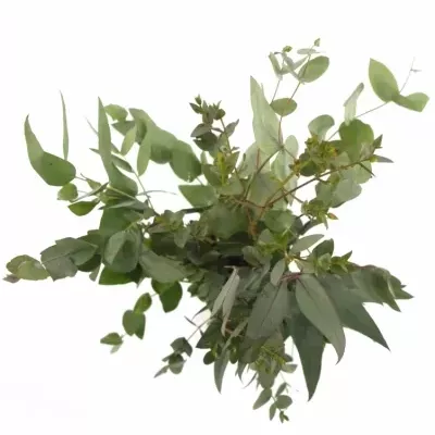 EUCALYPTUS MIX 