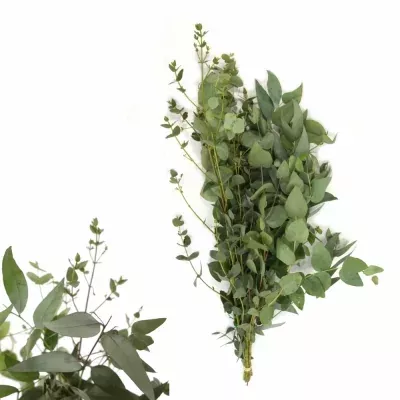 EUCALYPTUS MIX 