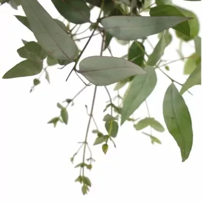 EUCALYPTUS MIX 