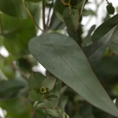 EUCALYPTUS MIX 