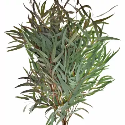 EUCALYPTUS NICHOLII 200g