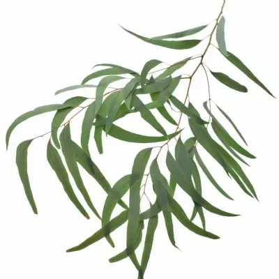 EUCALYPTUS NICHOLII 200g