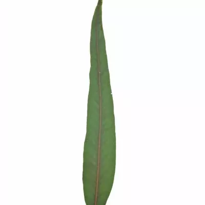 EUCALYPTUS NICHOLII 200g