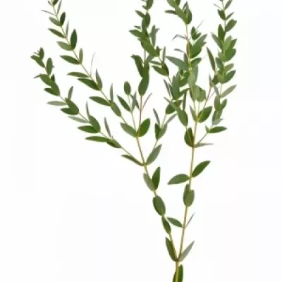 EUCALYPTUS PAUCIFLORA 200g  