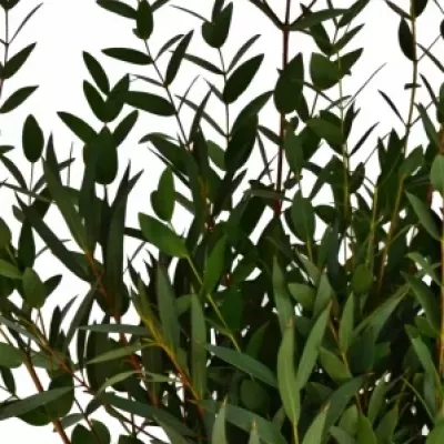 EUCALYPTUS PAUCIFLORA 200g  