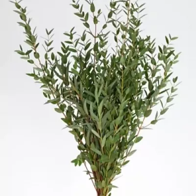 EUCALYPTUS PAUCIFLORA 200g  