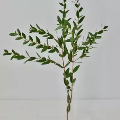 EUCALYPTUS PAUCIFLORA 200g  