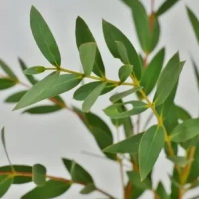 EUCALYPTUS PAUCIFLORA 200g  