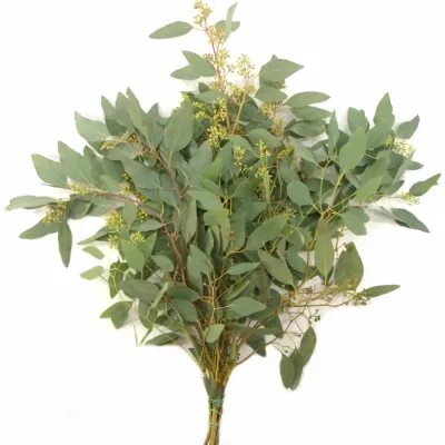 EUCALYPTUS POLYANTHEMOS 200g