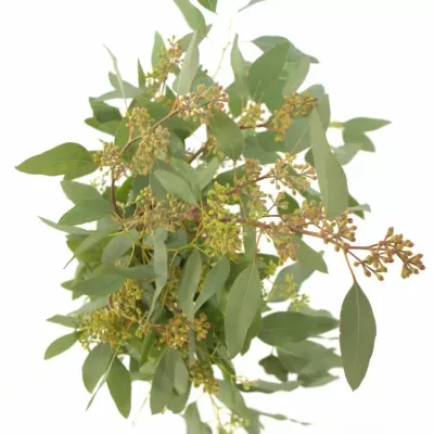 EUCALYPTUS POLYANTHEMOS 200g